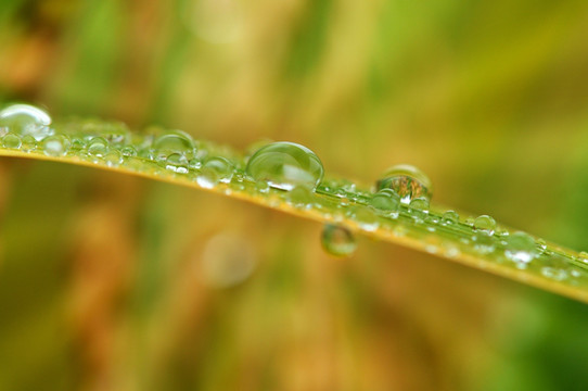 水稻叶上的露珠