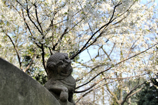 古韵樱花