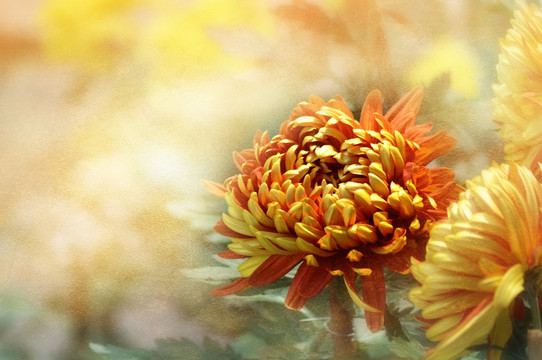 菊花