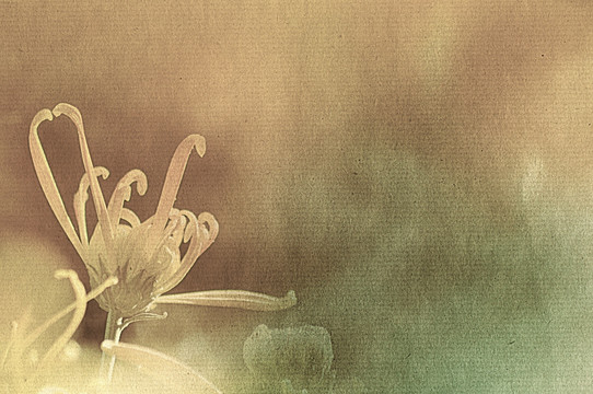 創(chuàng)意菊花