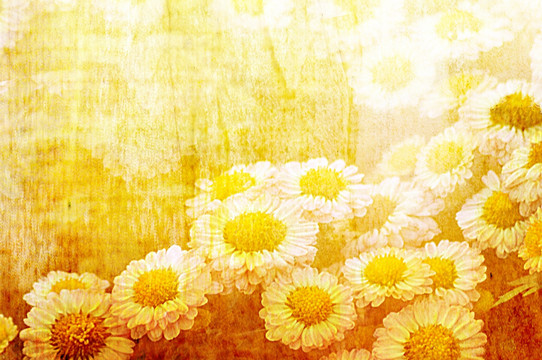 創(chuàng)意菊花