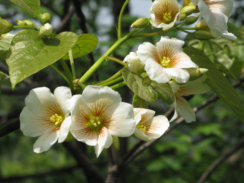 油桐花开