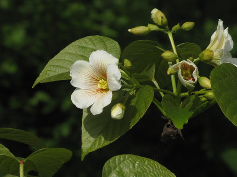 油桐花开