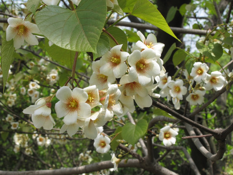 油桐花开