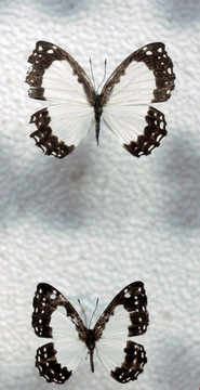白蚬蝶标本
