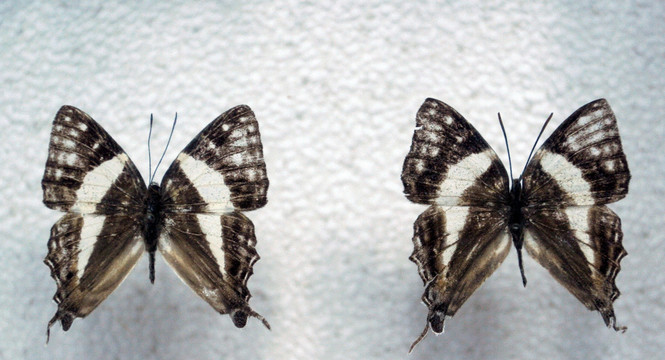 黑燕尾见蝶标本