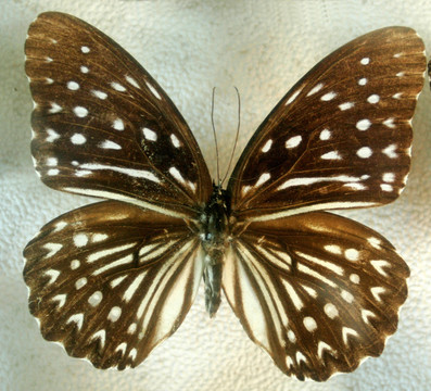 巨型斑眼蝶标本