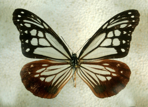 栗色透翅斑蝶标本