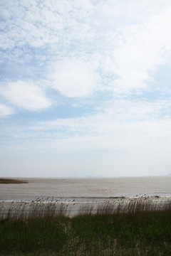 崇明西沙湿地