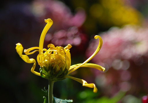 梦幻菊花