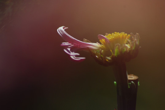 梦幻菊花