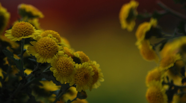 梦幻菊花