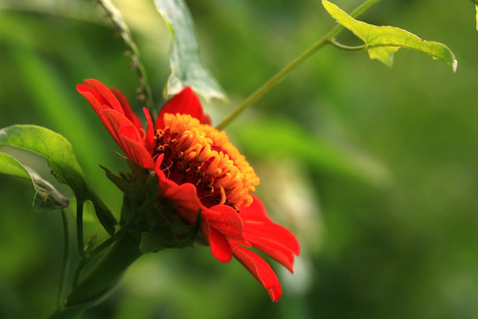 菊花