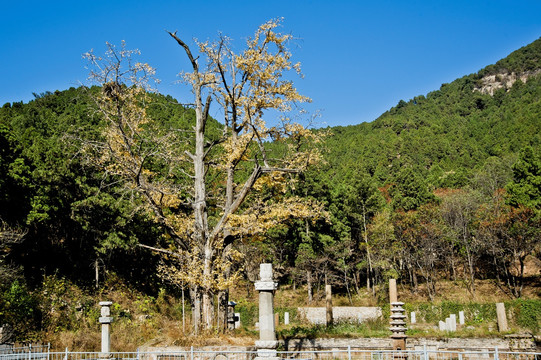 济南灵岩寺