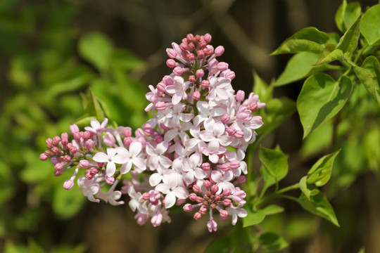 丁香花 丁香