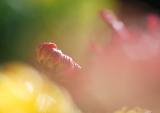 梦幻菊花