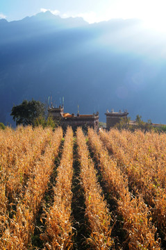 丹巴甲居藏寨玉米地