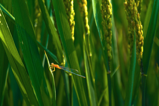 水稻蜻蜓