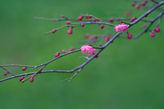 梅花 红梅绿意