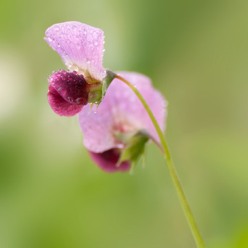 豌豆花