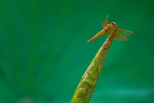 荷 蜻蜓