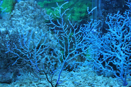 海洋生物 扇形海树