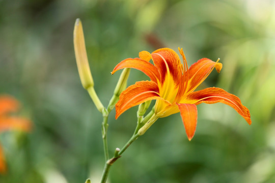 萱草 黄花菜