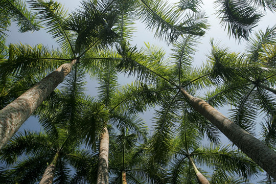 西双版纳热带植物园 珍贵树木