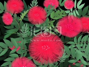 合歡花