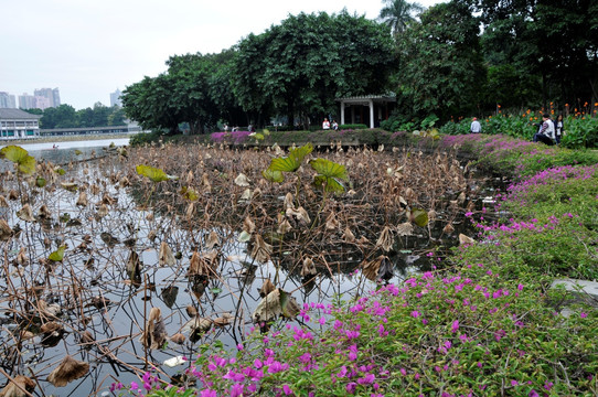 荔湾湖公园 残荷