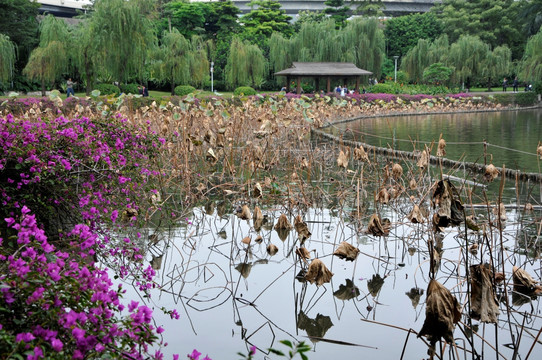 荔湾湖公园 残荷