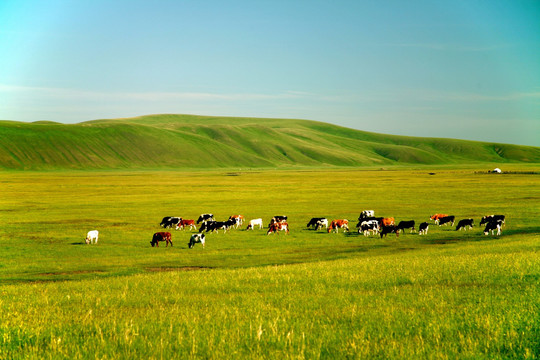 草原牧场的牛群