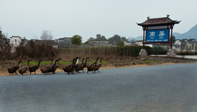 鸭子