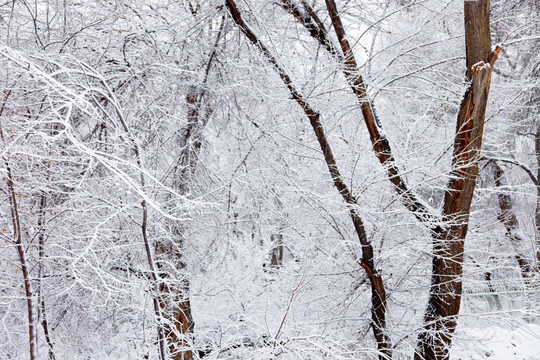 冬雪