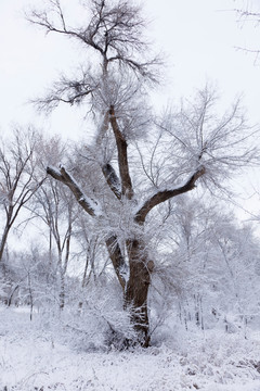 冬雪