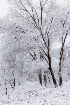 冬雪