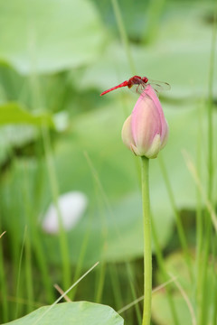 荷花 蜻蜓