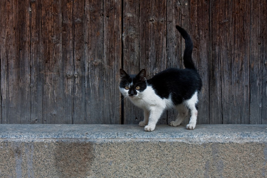 黑花猫