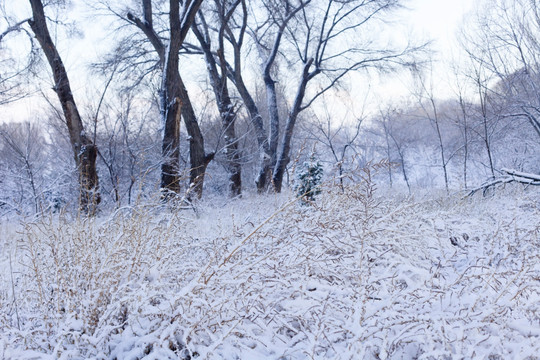 冬雪