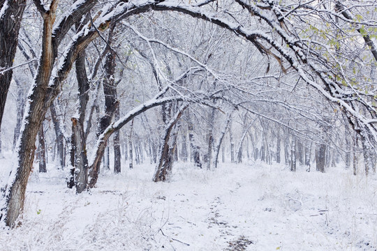 冬雪