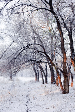 冬雪