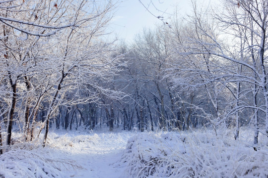 冬雪