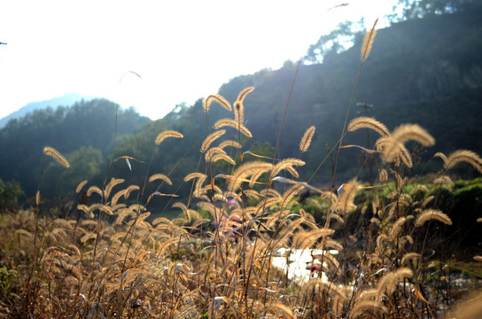 狗尾巴草