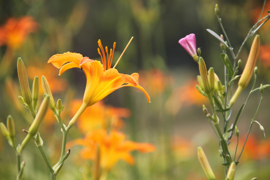 黄花菜 萱草