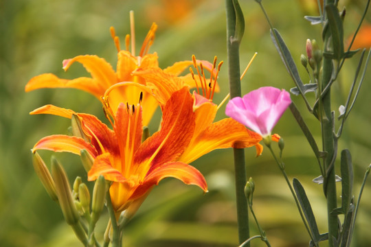 黄花菜 萱草