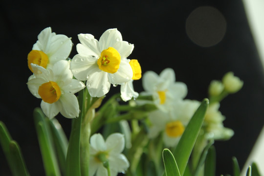 水仙花