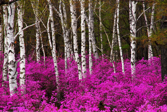 杜鹃花 白桦树