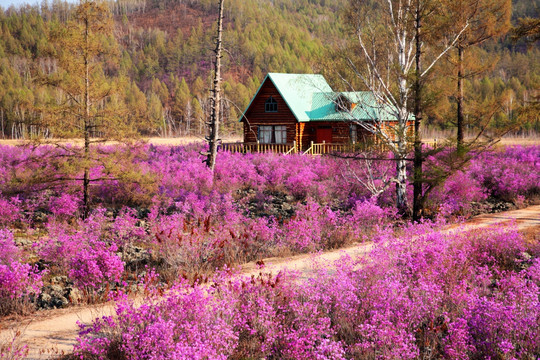 花丛中木屋别墅