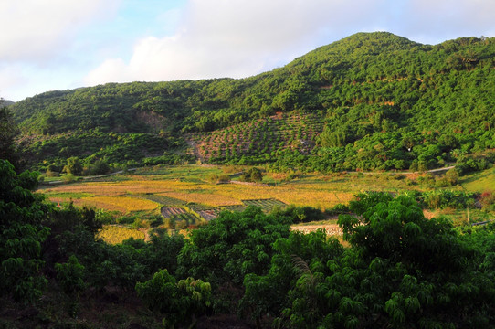 岭南田园 田园风光