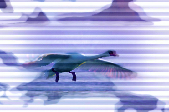 仙鳥